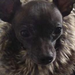 Chihuahuas from Cricket's Family Tree