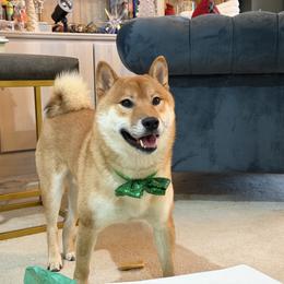 Roshi - Shiba Inu