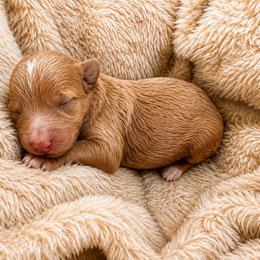 Pumpkin - Red  female Goldendoodle puppy in Burleson, Texas from Thompson Doodles