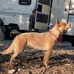 Australian Cattle Dogs from Bunker's Australian Cattle Dogs