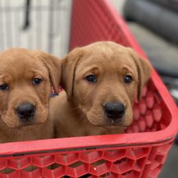 Labrador Retrievers from Sager’s Labrador Puppies