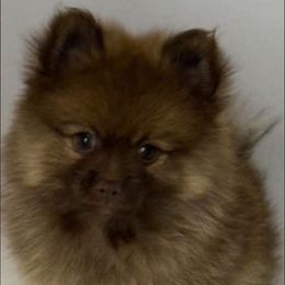 Chewbacca - Chocolate sable male Pomeranian puppy in Zavalla, Texas from Precious Puff Poms