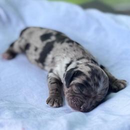 Star - Blue roan and tan female Cocker Spaniel puppy in Floyds Knobs, Indiana from Sweet Tails