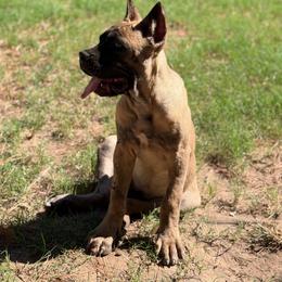 Miel - Fawn female Cane Corso puppy in Houston, Texas from Mortaio Cane Corso
