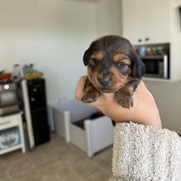 Girl 1 - Sable female Dachshund puppy in Las Animas, Colorado from J&D Dachsies