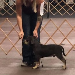 American Bully Puppies from Impressive Bred Bullies