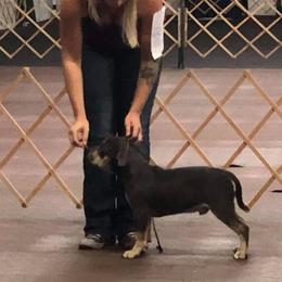 American Bully Puppies from Impressive Bred Bullies