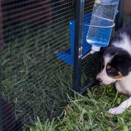 Border Collie Puppies from Cullins Collies