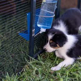 Border Collie Puppies from Cullins Collies