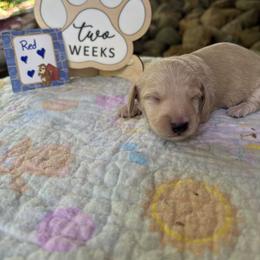 Little Bigger - Red male Dachshund puppy in Helenville, Wisconsin from Remarkable Doxies