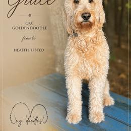 Grace - Goldendoodle