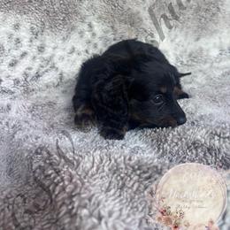 Pepper - Black and tan female Dachshund puppy in Lufkin, Texas from CSW Dachshunds