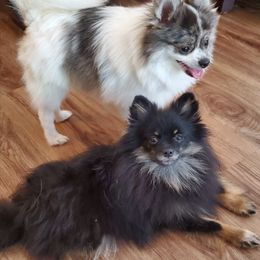 Pomeranians from Florida Girl Poms