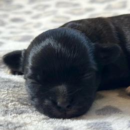 Male 2 - Black and white male Shichon puppy in Grand Rapids, Michigan from Great Lakes Teddy Bear Dogs