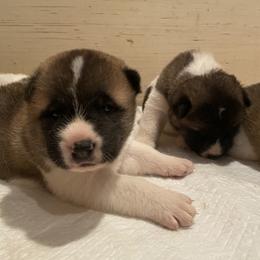 Akita Puppies from Gloe Akita's