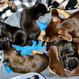 Chihuahuas from iChihuahuas Kennel