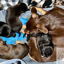 Chihuahuas from iChihuahuas Kennel