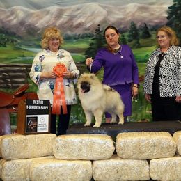 Keeshond Puppies from StarStruck Keeshonden