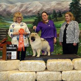 Keeshond Puppies from StarStruck Keeshonden