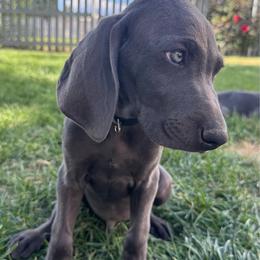 Yoda - Gray male Weimaraner puppy in Kirtland, New Mexico from Weim Squadron