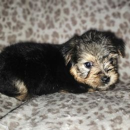 Boy 2 - Black and tan male Yorkshire Terrier puppy in Thornville, Ohio from My precious yorkies
