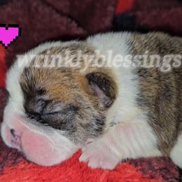 Maggie - Red and white Bulldog puppy in Granville, Iowa from Wrinkly Blessings English Bulldogs