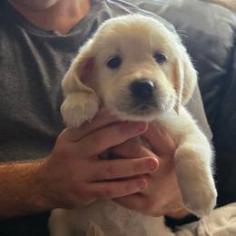 Light Blue Girl - Light golden female Golden Retriever puppy in Peoria, Arizona from Nordic Woof's Golden Retrievers