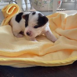 Franklin - Parti male Yorkshire Terrier puppy in Clarksburg, Indiana from Hidden Gems Parti Yorkies