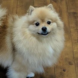 Pomeranians from Heather Merillat