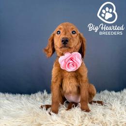 Victory - Red  female Goldendoodle puppy in Utah County, Utah from Big Hearted Breeders