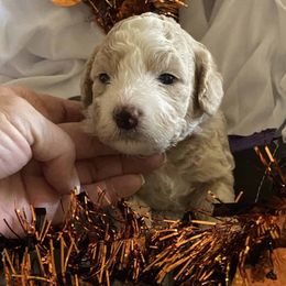 Poodles from Darlene’s Cuties
