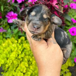Moxie boy one - Dapple male Dachshund puppy in Payette, Idaho from NT Mini Doxies