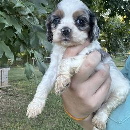 Boy 6 - Blue - Black and white male Cocker Spaniel puppy in Ellenboro, North Carolina from Chantels Spaniels