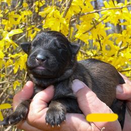 Girl 3 - Sable female German Shepherd puppy in New York from Spitze German Shepherds