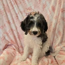 Cinnamon - Merle female Bernedoodle puppy in Brigham City, Utah from Prairie Rose Doodles