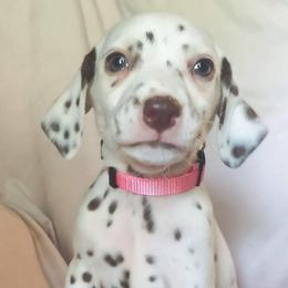 Vulpix (Light pink collar) HUA - White and liver brown female Dalmatian puppy in Raymondville, Missouri from Wagner's Dalmatian's