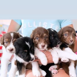 Aussiedoodle, Bernedoodle, Goldendoodle, and Poodle Puppies from Teddy Doodles & Standard Poodles