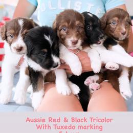 Aussiedoodle, Bernedoodle, Goldendoodle, and Poodle Puppies from Teddy Doodles & Standard Poodles