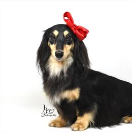 Oakley - Dachshund