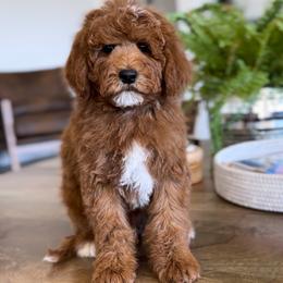 River - Red  male Goldendoodle puppy in St George, Utah from Doodle Bears of Southern Utah