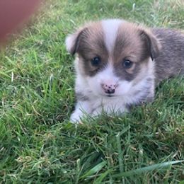 Pembroke Welsh Corgi Puppies from Red Wagon Farm
