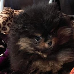 Pomeranians from Rocky Mountain Pomeranians