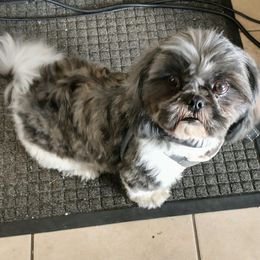 Shih Tzus from Sweetest Shih-Tzu