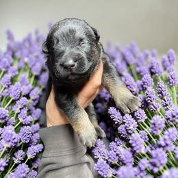 Sombrero - Bi-color male German Shepherd puppy in Oakland, Oregon from VHM German Shepherds