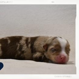 Breeze - Red merle male Australian Shepherd puppy in Delta, Colorado from SATA Kennels