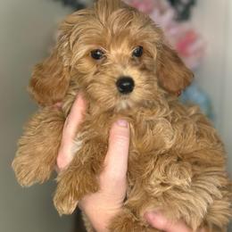 Oakley - Apricot male Cavapoo puppy in Sun City, Arizona from AZ Cavapoos