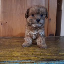 Hilda - Sable female Yorkipoo puppy in Terrell, Texas from Ashley Nicole Ranch