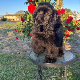 Max - Black male Cocker Spaniel puppy in Corcoran, California from Sweetheart Cockers