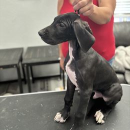 Great Dane Puppies from Dane Dreamin’