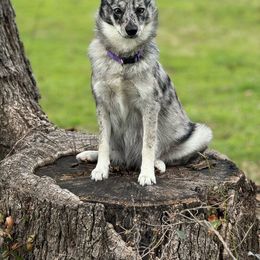 Remi - Companion Cross